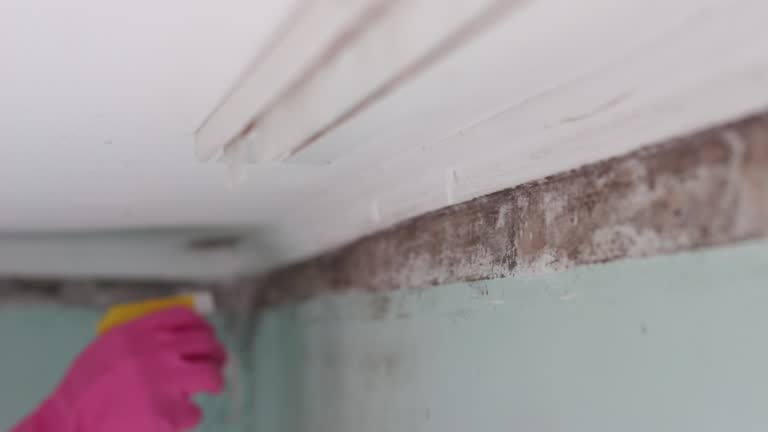 Best Mold Odor Removal Services  in Kerhonkson, NY